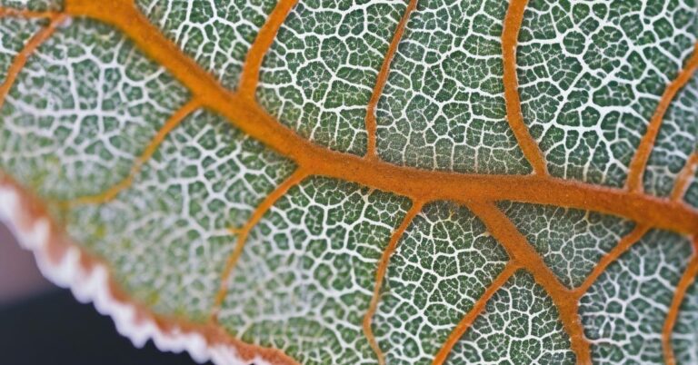 Mączniak prawdziwy zwalczanie: jak zwalczyć + oprysk na mączniaka?