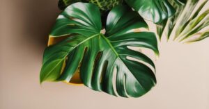 Monstera żółte liście: Dlaczego liście żółkną? Uprawa i błędy