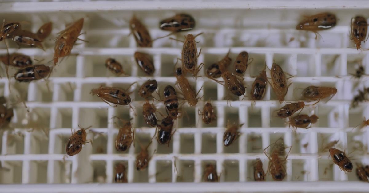 robaki w domu małe brązowe